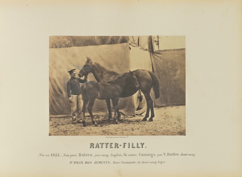 Ratter-Filly