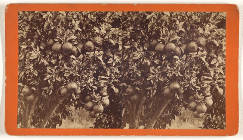 [Oranges & Blossoms]