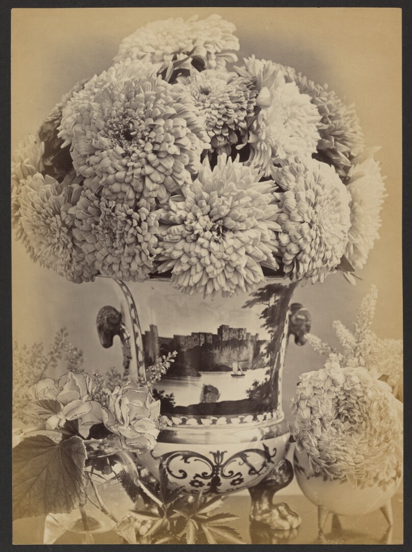 Asters