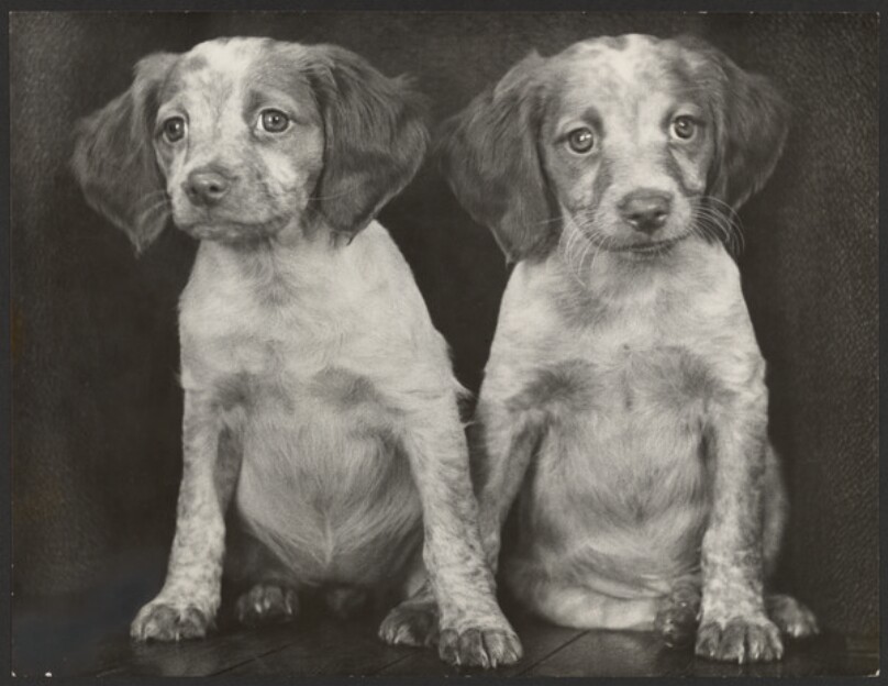 [Two Puppies]
