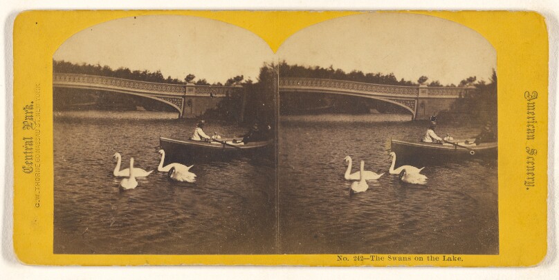 The Swans on the Lake. [Central Park, New York]
