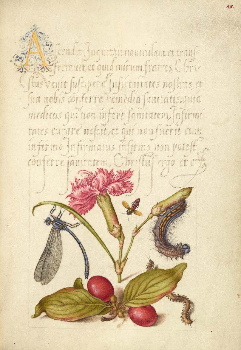Damselfly, Carnation, Firebug, Caterpillar, Carnelian Cherry, and Centipede