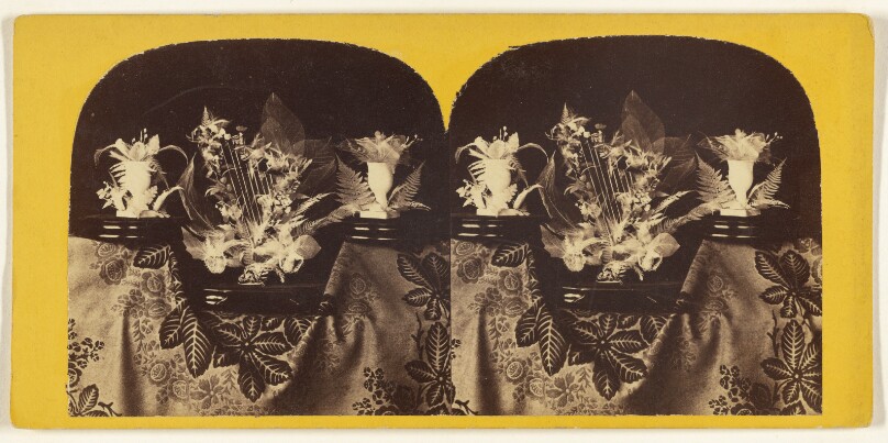 Beautiful Study in Skeleton Leaves. The Lyre.
