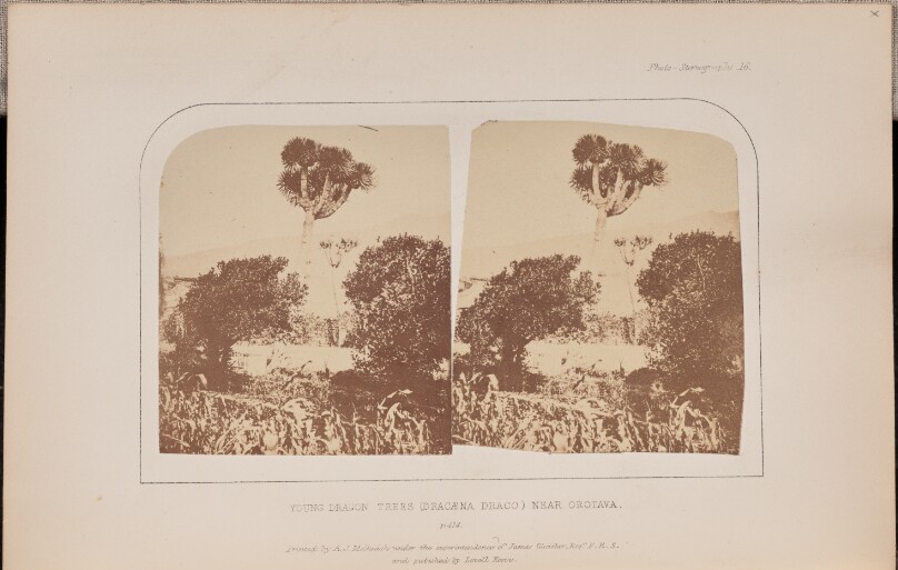 Young dragon trees (Dracæna draco) near Orotava