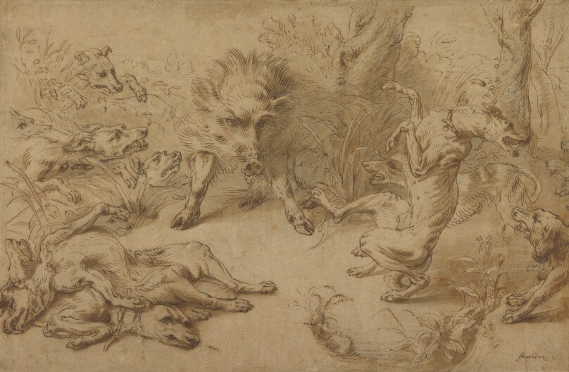 A Wild Boar at Bay