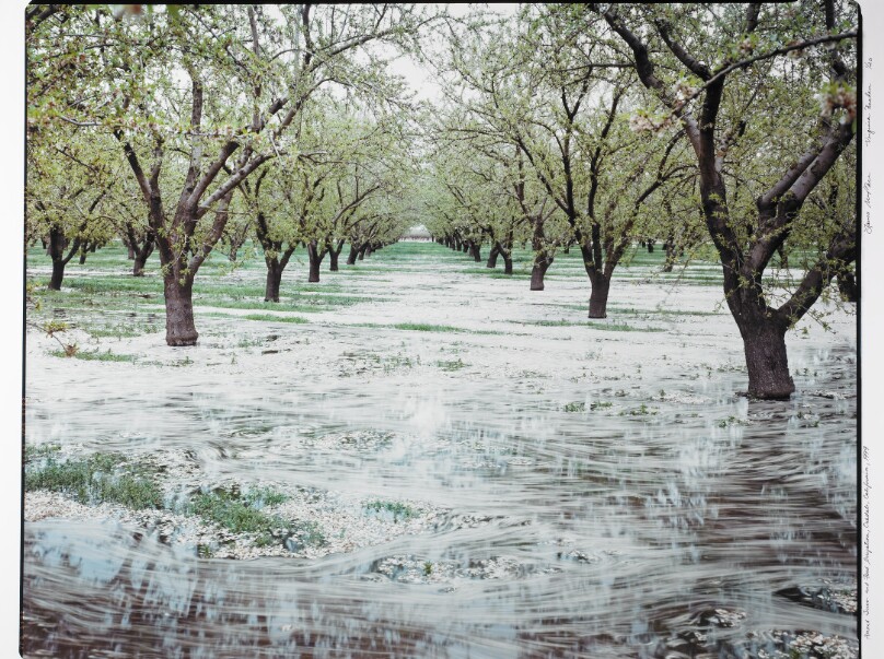 Almond Trees and Flood Irrigation, Oakdale, California