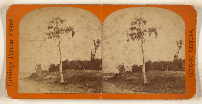 [Lone tree, Florida]