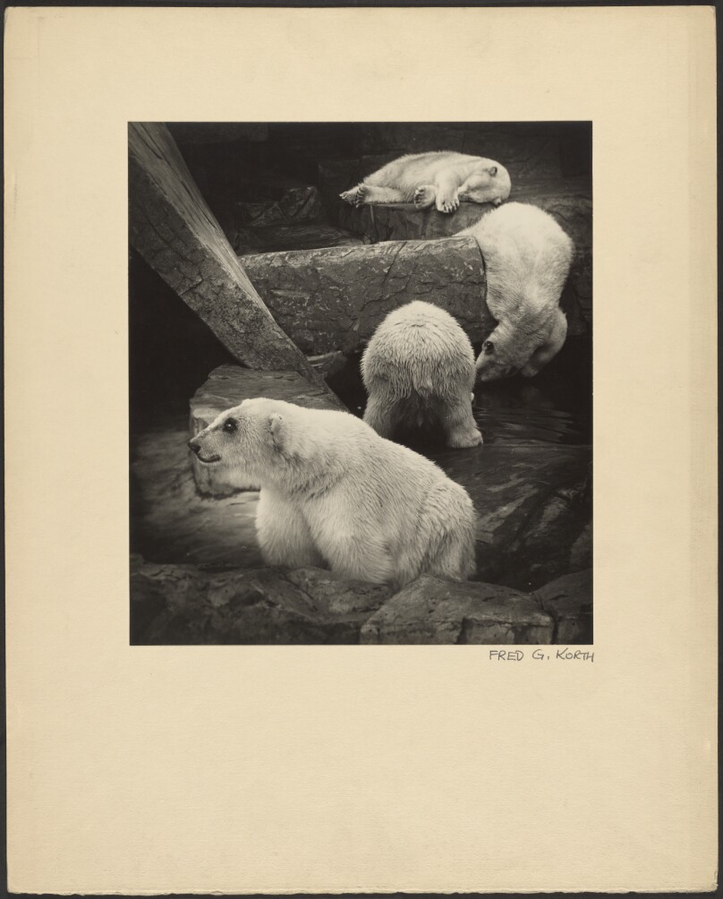 Polar Bears