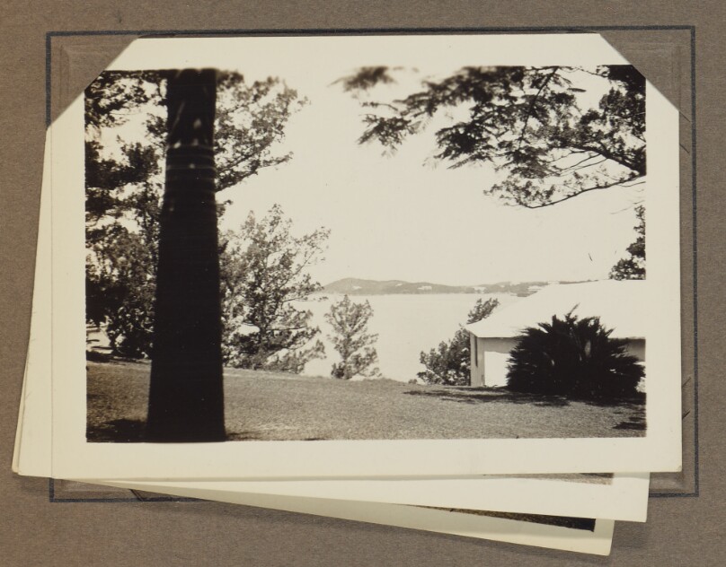[Grassy area with palm tree]