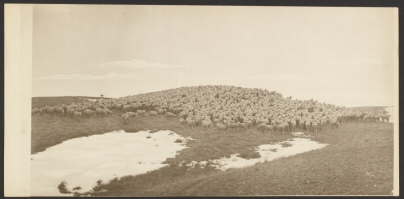 [Sheep on Winter Range, Breaks of Yellowstone]