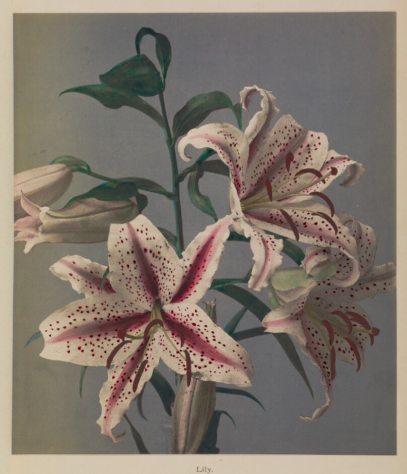 Lily