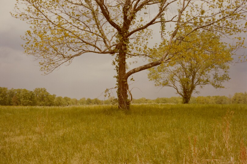 Landscape with Trees, Southern U.S.