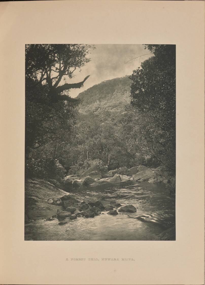 [Forest Dell]