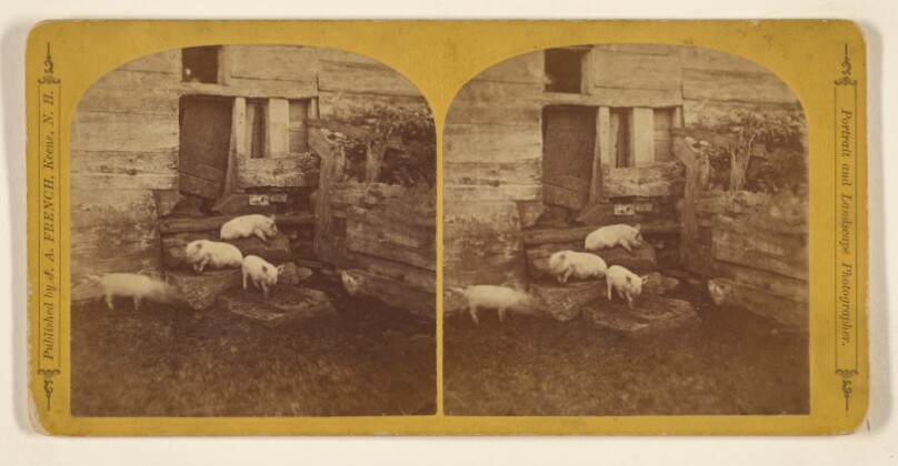 [Pigs in pen]