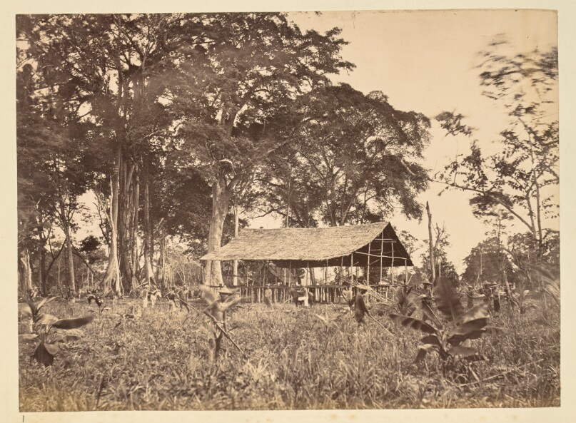 [Workers in a plantation field]