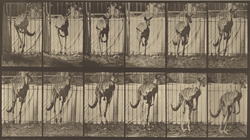 Animal Locomotion