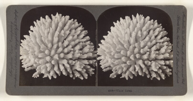 White Coral.