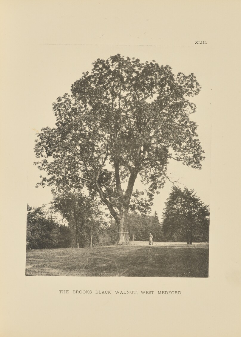 The Brooks Black Walnut, West Medford