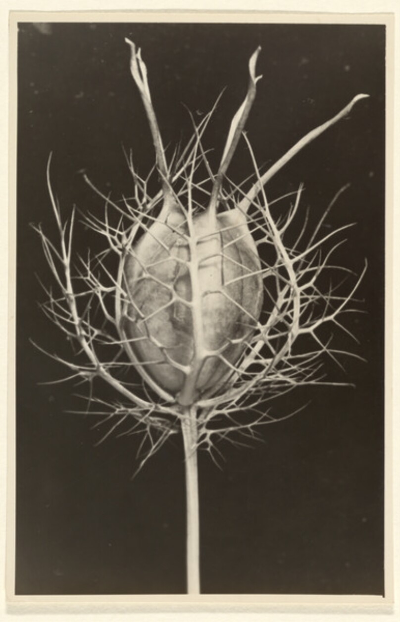 Ernst Fuhrmann