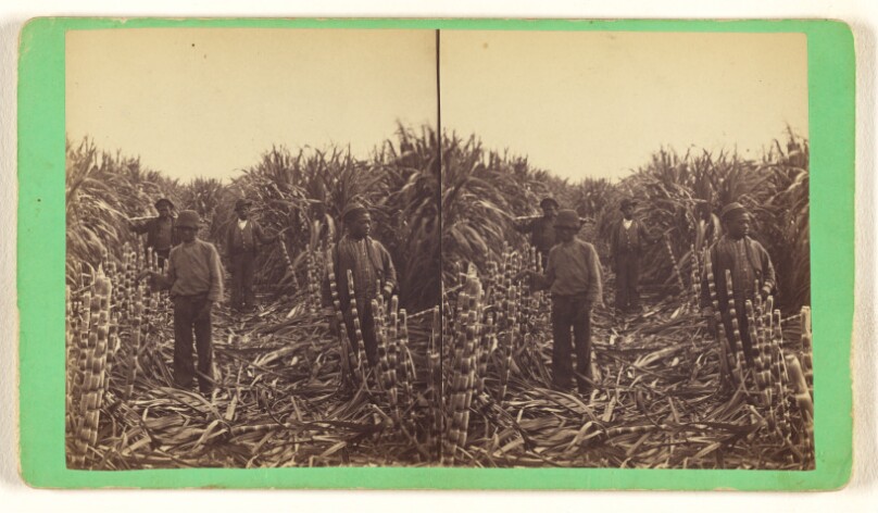 [Sugar Cane]