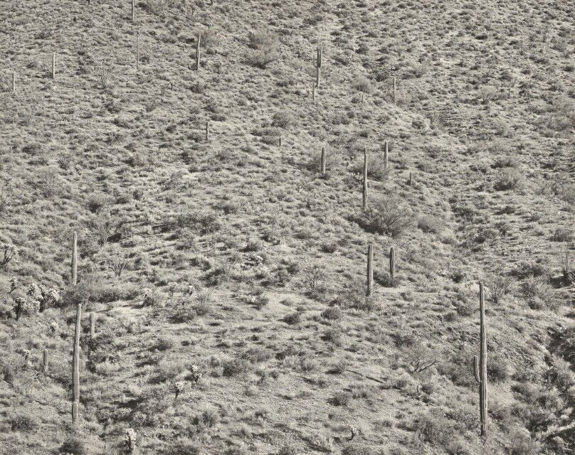 Arizona Landscape