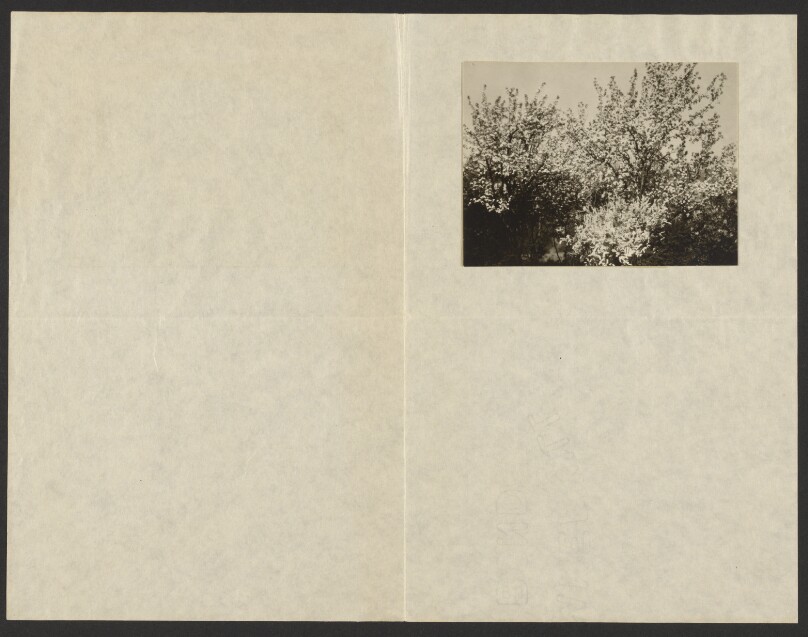 [Apple Blossoms]