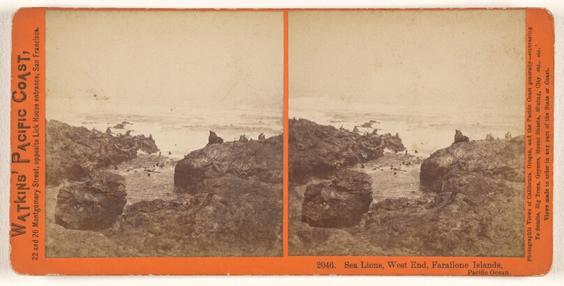 Sea Lions, West End, Farallone [sic] Islands, Pacific Ocean.