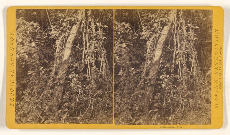 Indian-rubber Tree.