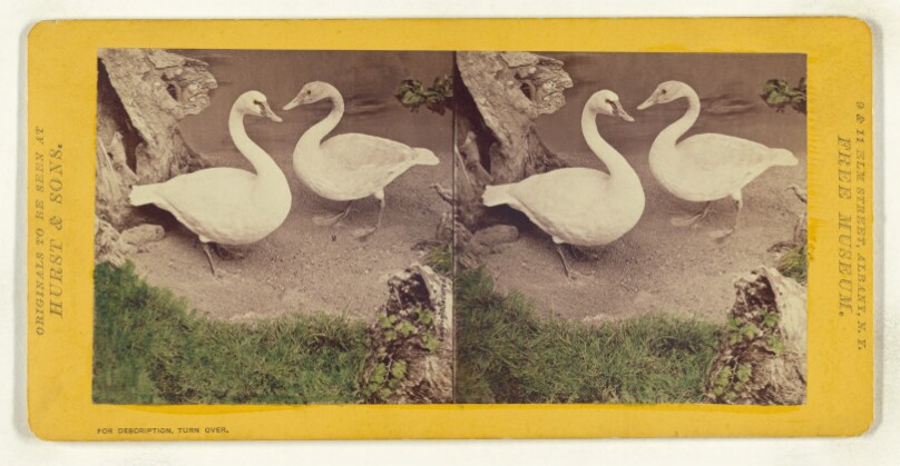 Class II, Order VI, Natatores. Family Anatidae. The American Swan...