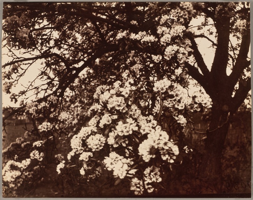 Poirier en fleurs