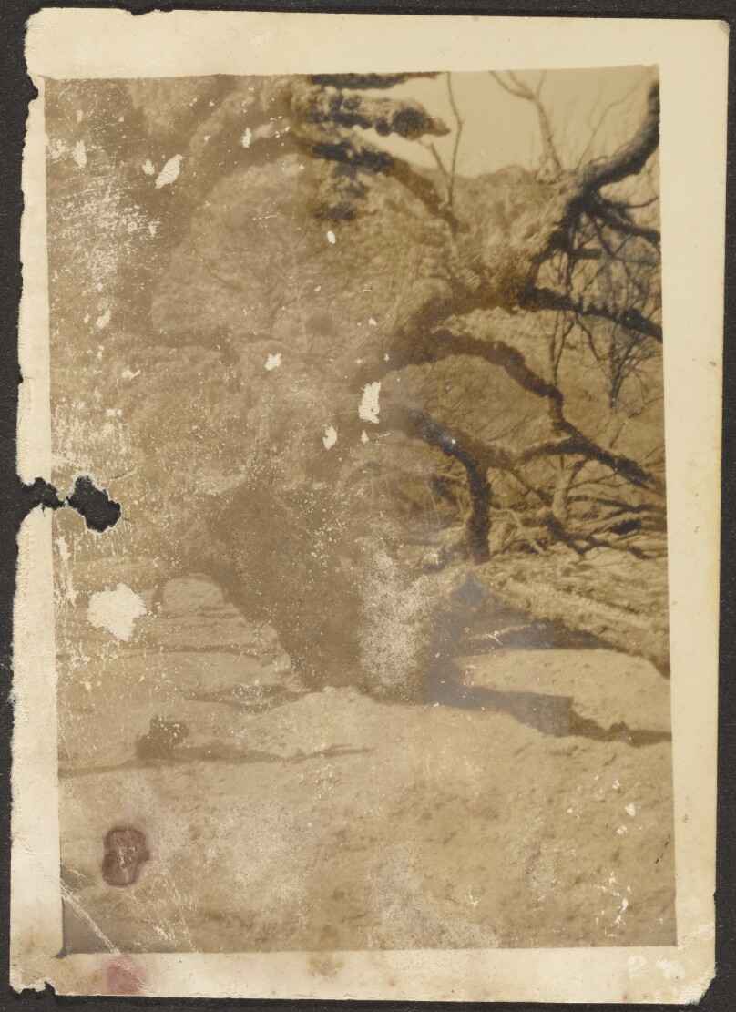 [Gnarled Tree]