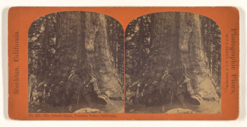 The Grizzly Giant, Yosemite Valley, California.