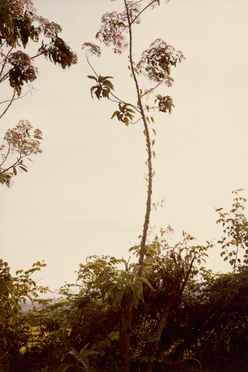[Branch Study]