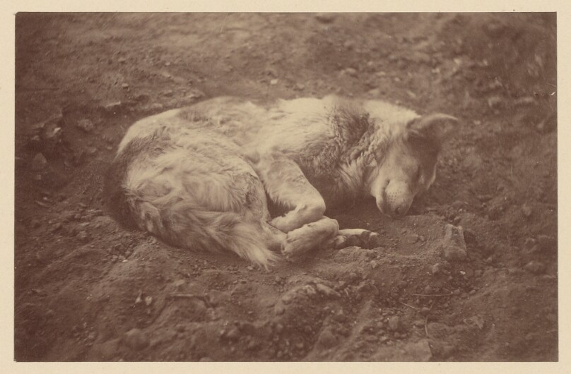 [Sleeping Dog]