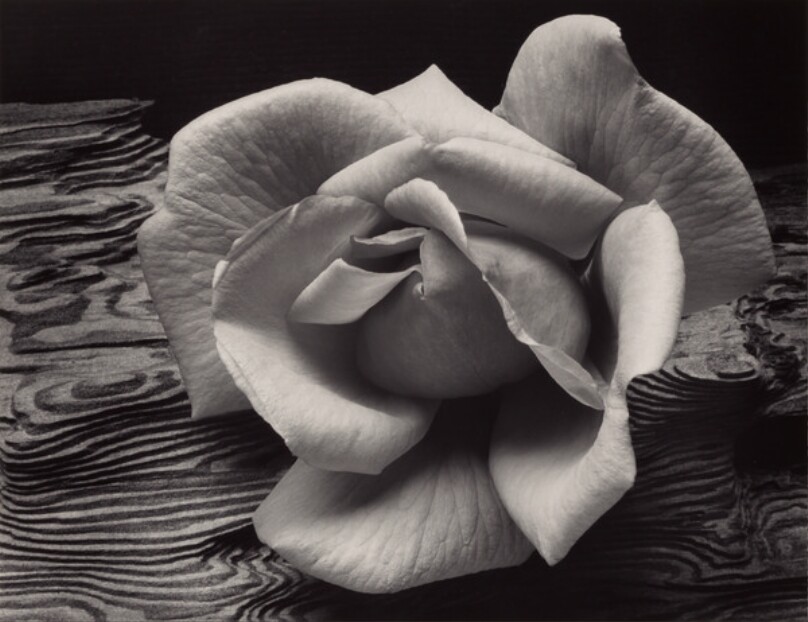 Rose and Driftwood, San Francisco, California