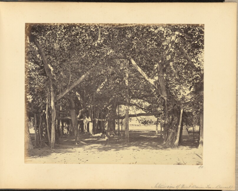 Interior View of Great Banian Tree - Barrackpore