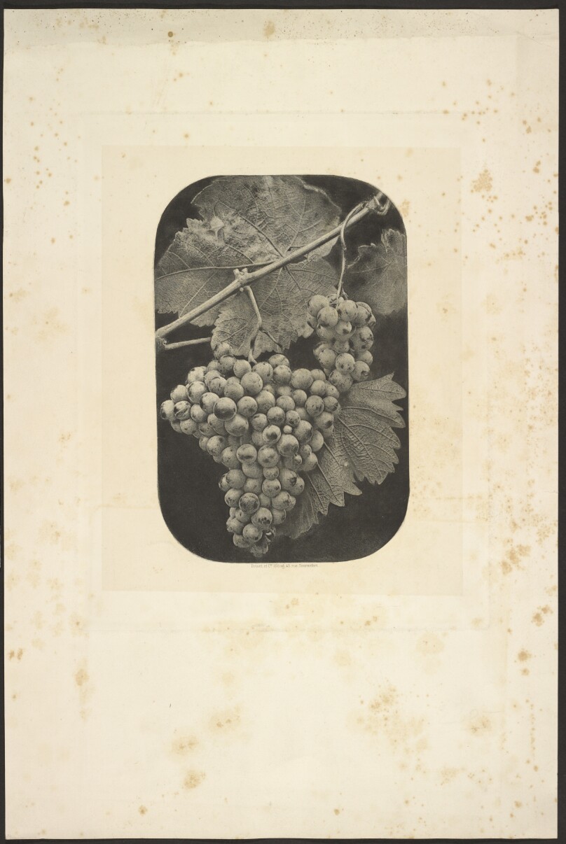 [Grape Cluster]