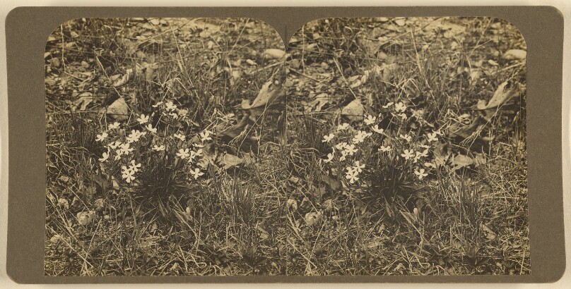 ["Wild Pinks" Newton Highlands, Mass.]