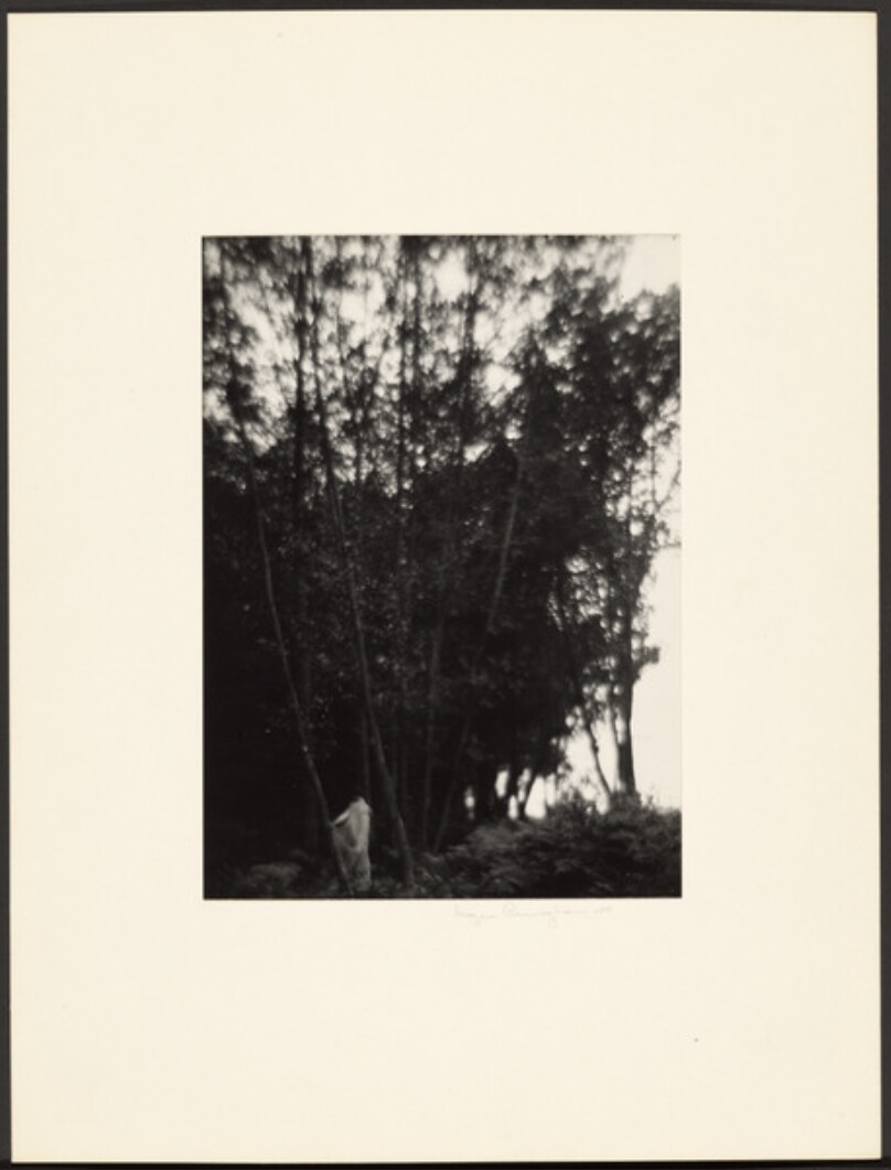In the Wood / Voice of the Wood