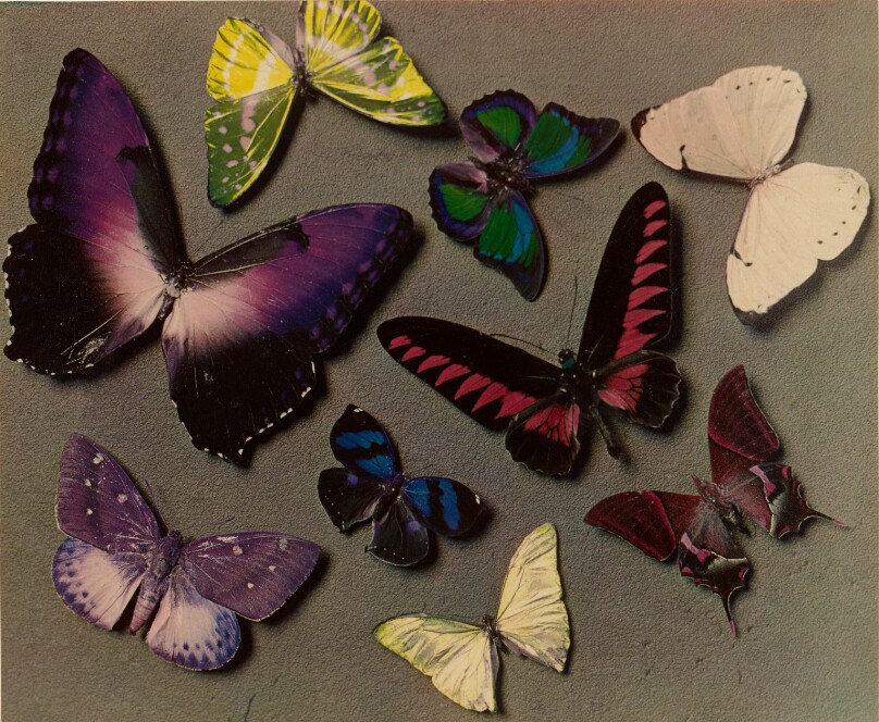 [Butterflies]