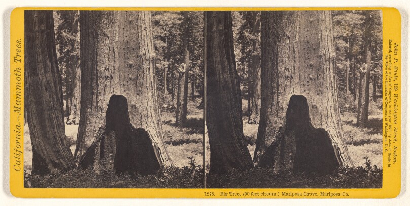 Big Tree, (90 feet circum.) Mariposa Grove, Mariposa Co.
