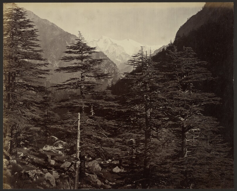 Snowy Peaks near Gangootri, from Bhairamghati
