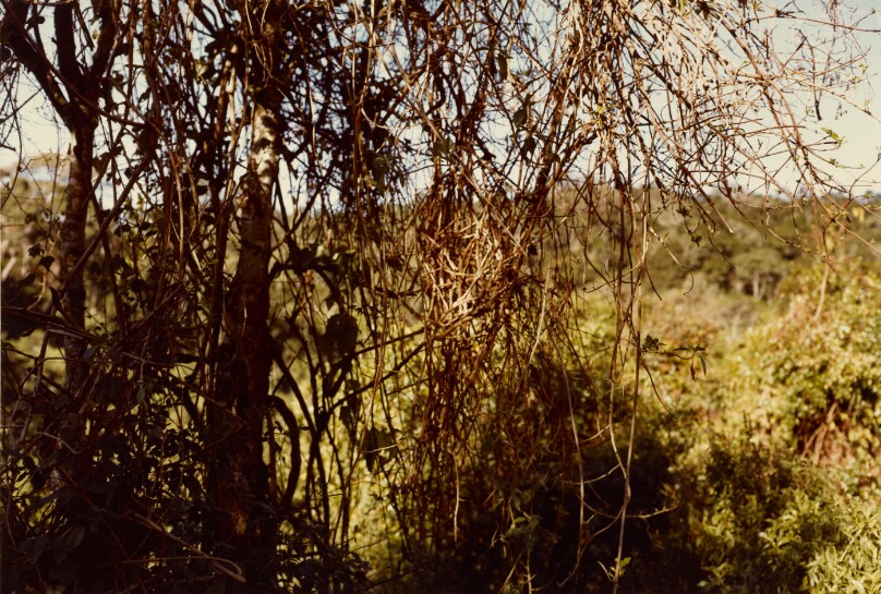 [Branch Study]