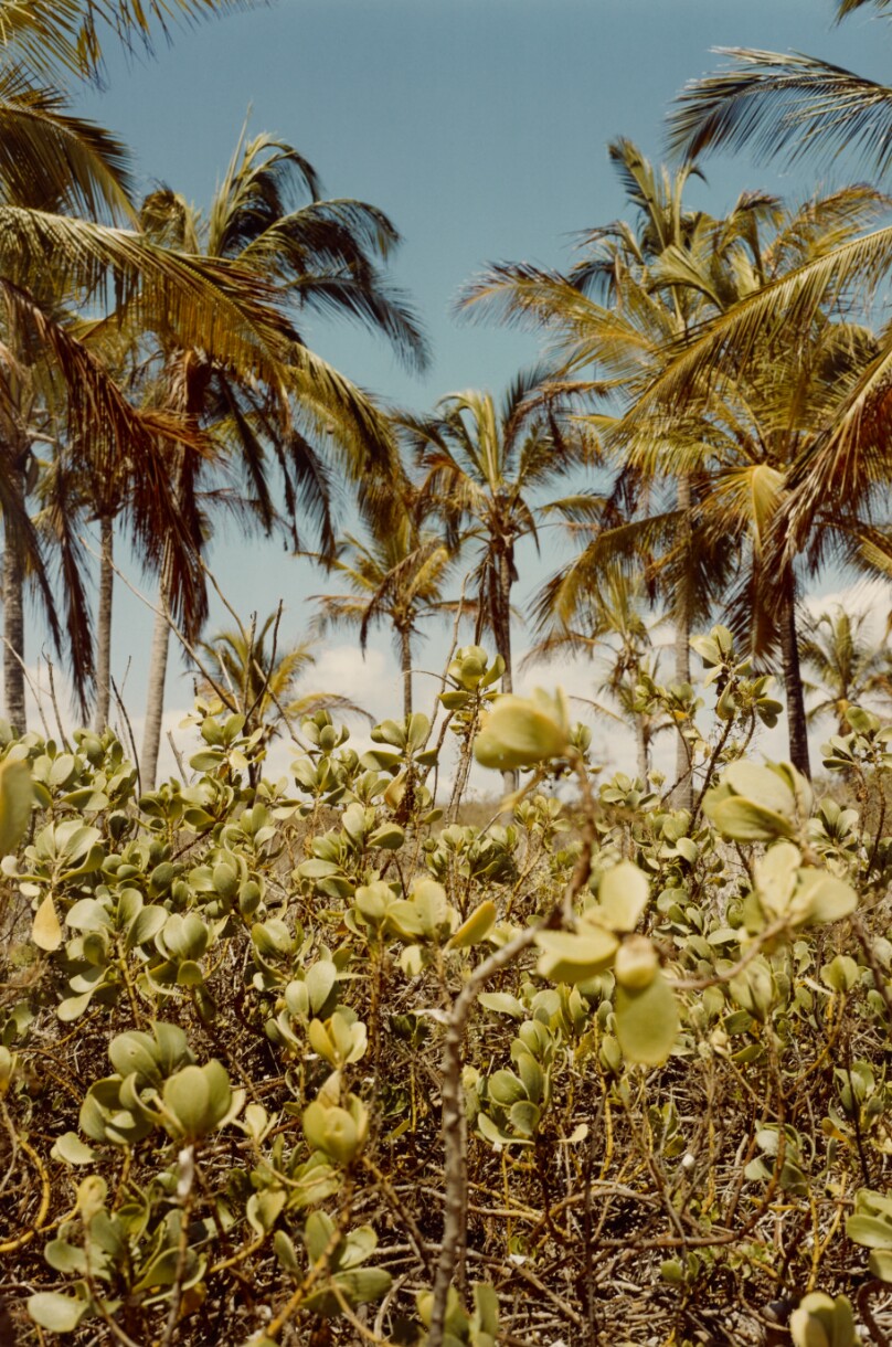 [Plants and Palm Trees]