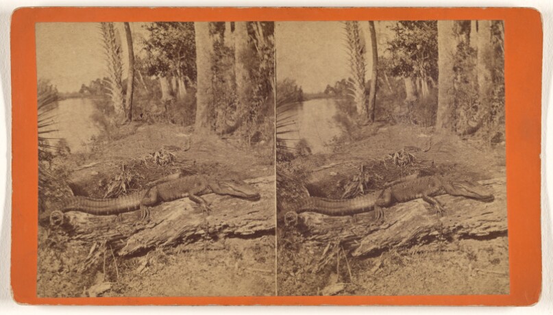 [Alligator resting on log in swamp]