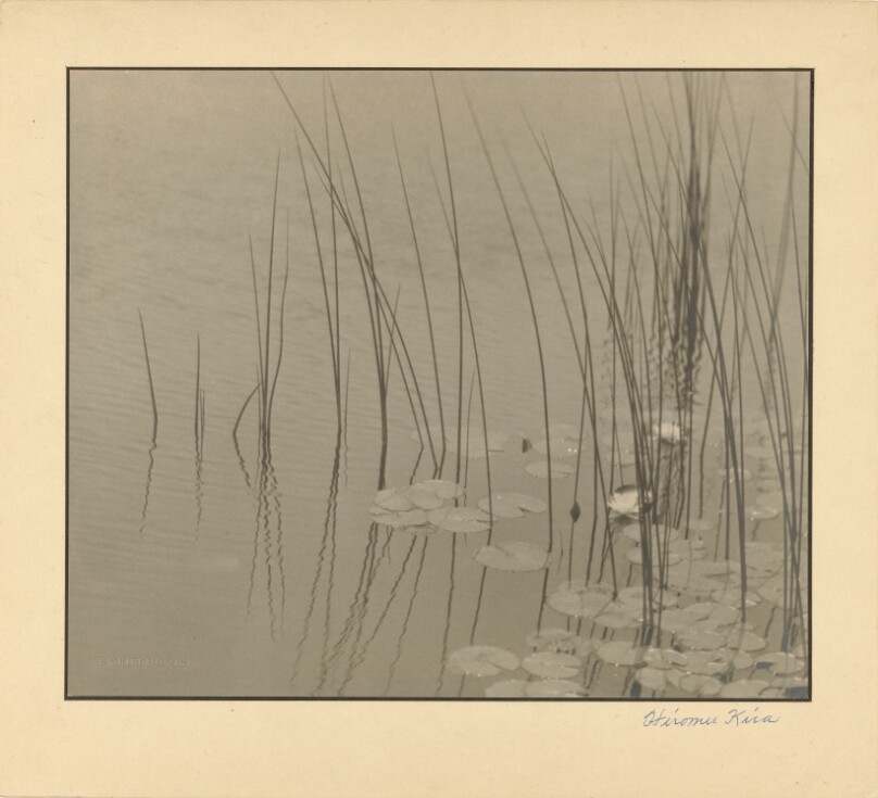 Water Plants, Decoration
