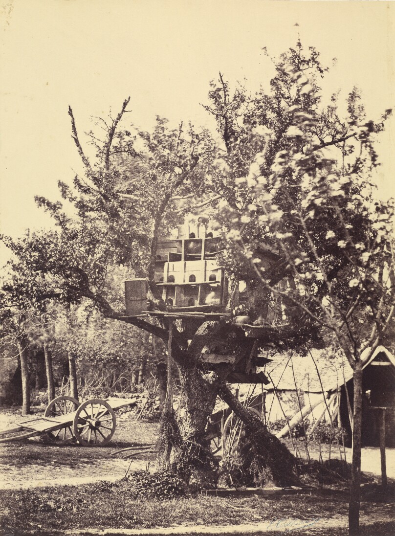 [Pigeon House in Tree]