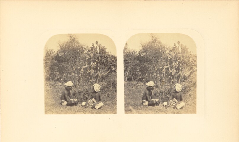 Milk Hedge and Cochineal