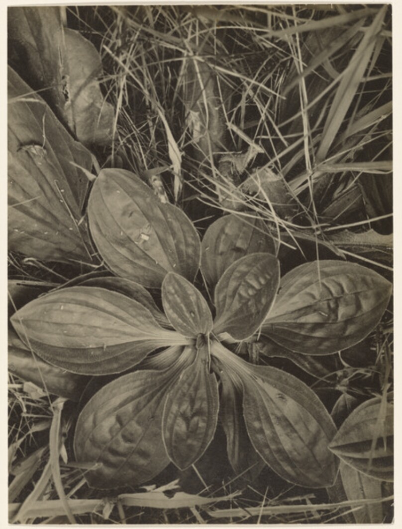 Blattrosette des Breitwegerichs