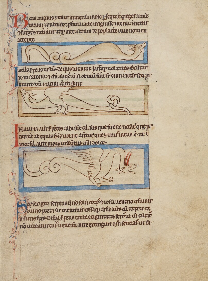 A Boa; A Jaculus; A Siren